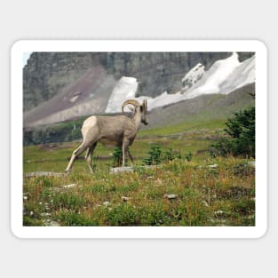 Bighorn Sheep Sticker